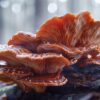 Gros plan sur un champignon d'automne aux couleurs vives et ondulées