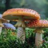 Gros plan de champignons orange et blancs dans la végétation verte