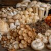 Assortiment de différentes variétés de champignons comestibles sur une surface en bois