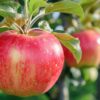 La pomme, super aliment