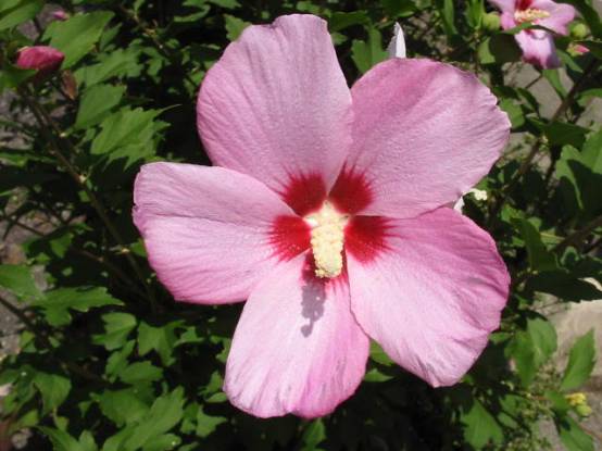 Entretien hibiscus : hibiscus syriacus en fleurs, arbuste rustique du jardin